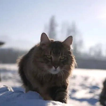 Dream Z Basenem I Jacuzzi 606-436-626 Dom wakacyjny